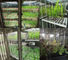 Màn hình kỹ thuật số Phòng tăng trưởng thực vật nhân tạo Hộp ủ khí hậu cho hạt nảy mầm