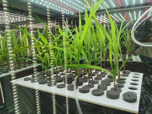 Giá LIYI của Buồng ươm trồng cây chiếu sáng thử nghiệm khí hậu nhân tạo môi trường 2 mặt 3 mặt để bán
